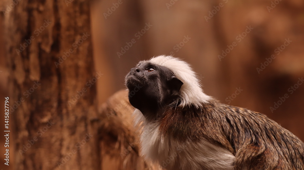 Obraz premium Portrait of a Cotton-top Tamarin in a zoo