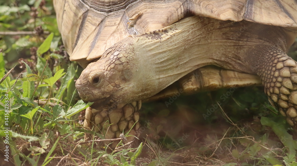 Giant tortoise portrait in a zoo Giant tortoise portrait in a zoo