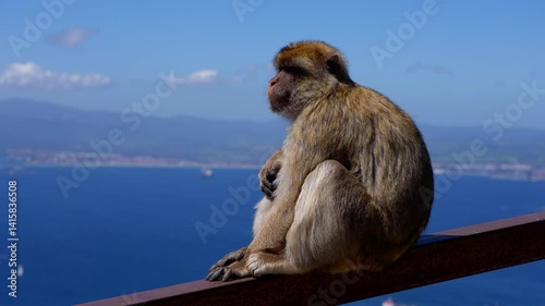 Barbary ape sitting on a metal railing looking at the sea and the african coast in the distance