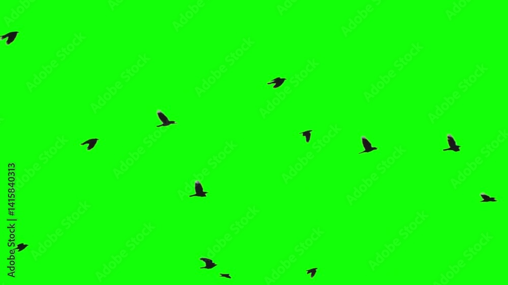 Birds flying across Green Screen Background 3D render, Flock of Flying Birds 4k Video,  a group of pigeons chroma key green screen. Migrating Birds HD video
