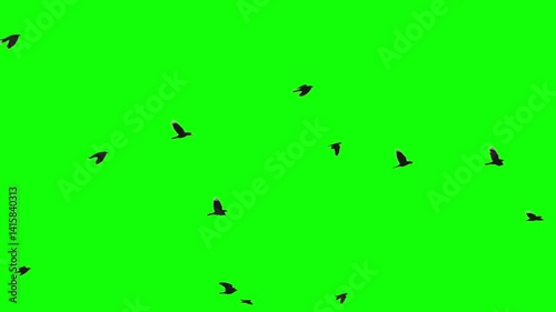 Birds flying across Green Screen Background 3D render, Flock of Flying Birds 4k Video,  a group of pigeons chroma key green screen. Migrating Birds HD video