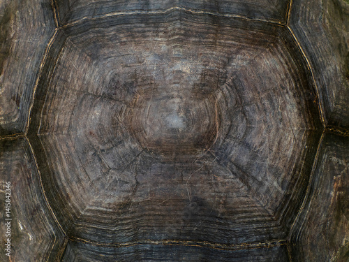 close up view of the shell texture of the Seychelles turtle (Aldabrachelys gigantea), Aldabra giant tortoise shell background