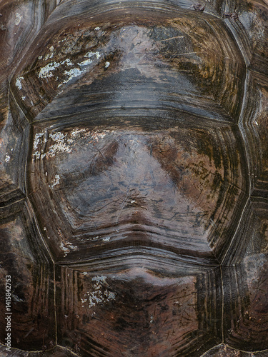 close up view of the shell texture of the Seychelles turtle (Aldabrachelys gigantea), Aldabra giant tortoise shell background