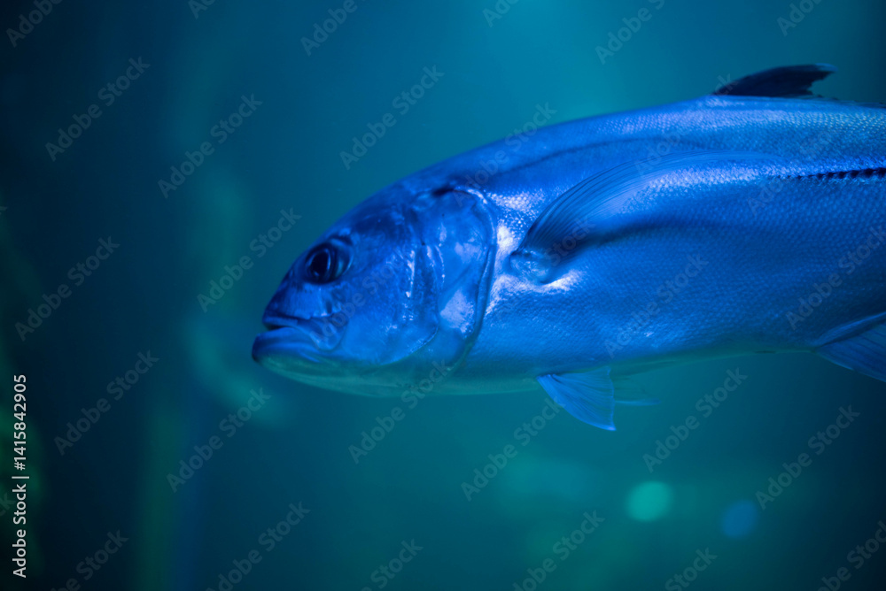 Naklejka premium Caranx underwater in an aquarium. Caranx close-up. 