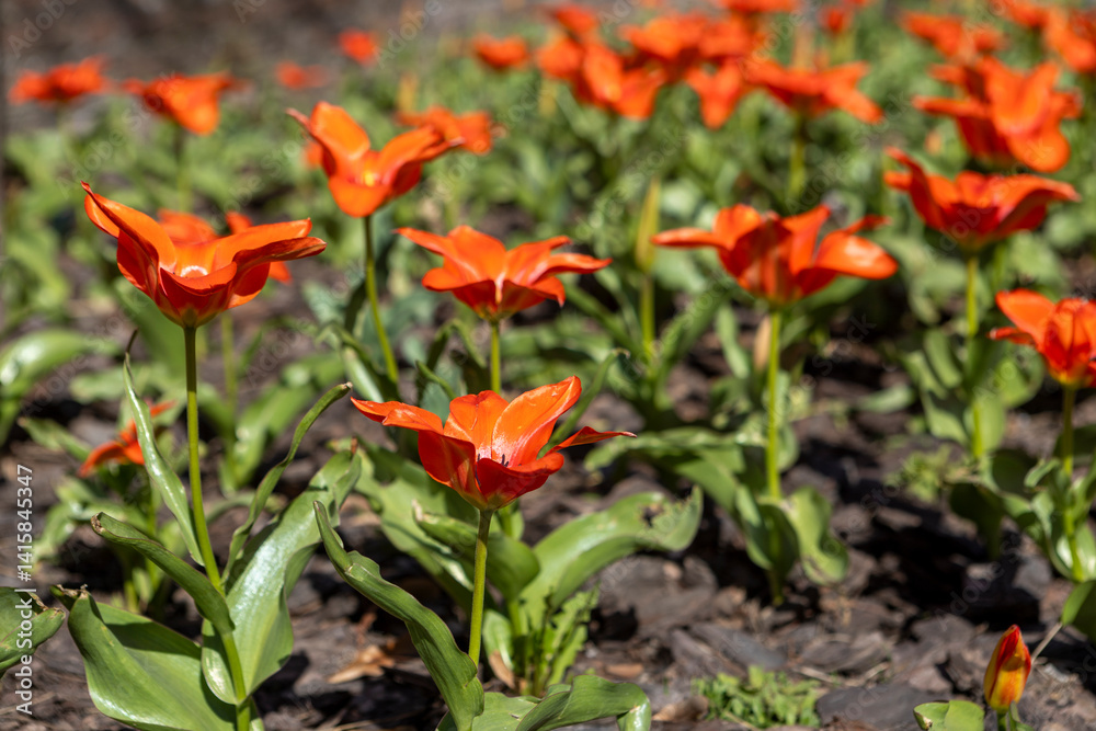 close-up of blooming red tulips