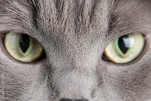 A close-up of a grey cat's face shows intense pale green eyes, expressive and alert, framed by soft grey fur. Focused gaze in a detailed macro shot.