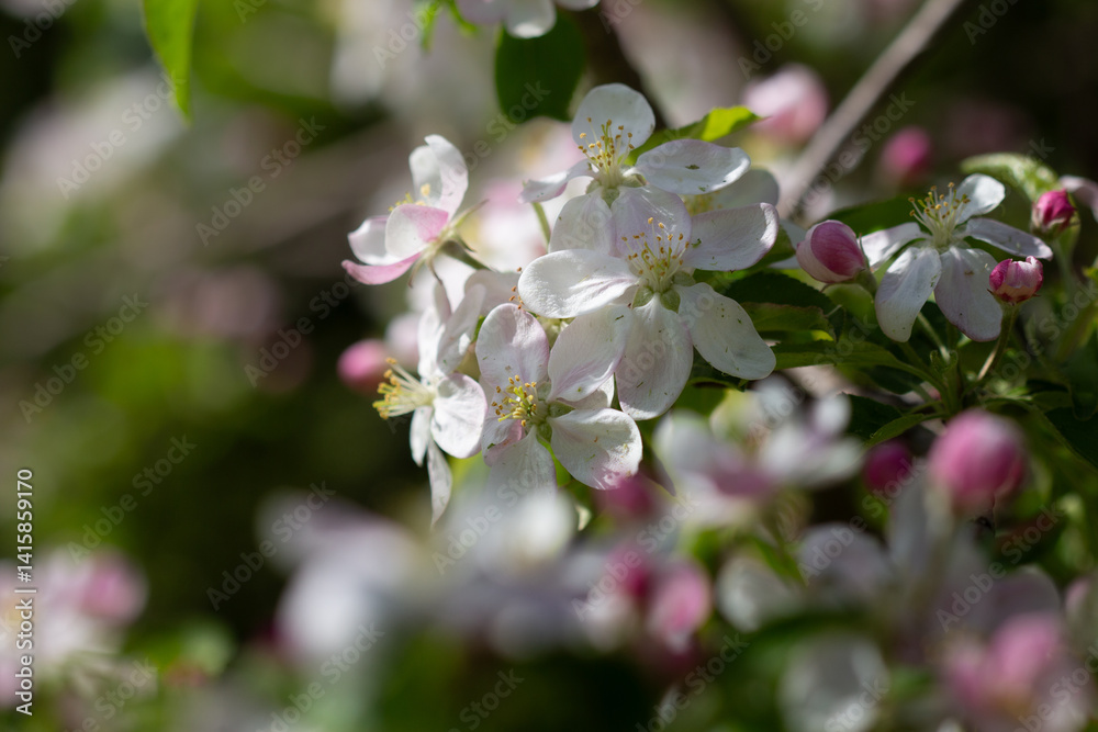 apple tree blossom in spring