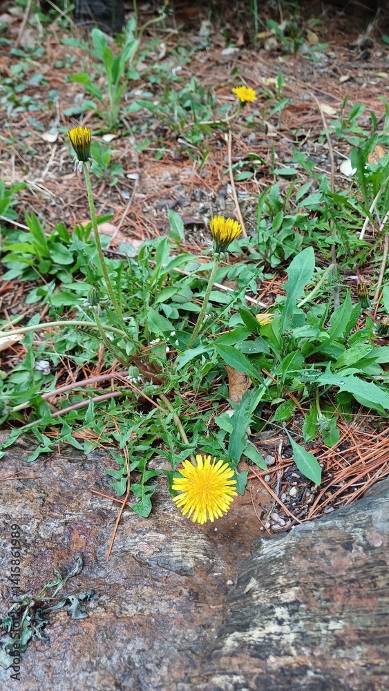dandelion