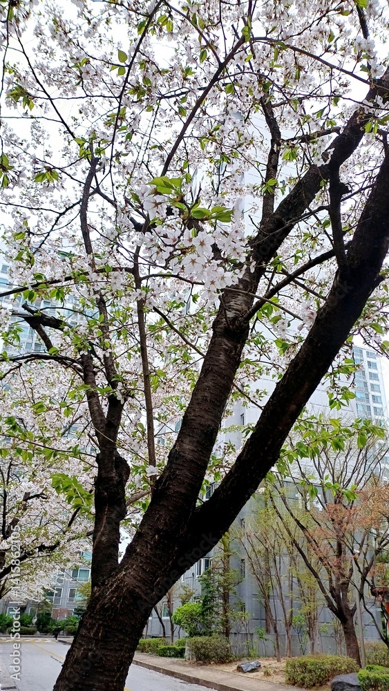 Trees and cherry blossoms