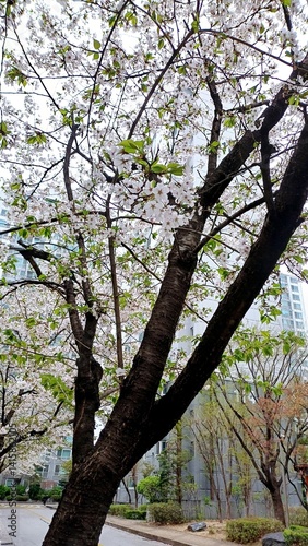 Obraz na płótnie Trees and cherry blossoms w salonie
