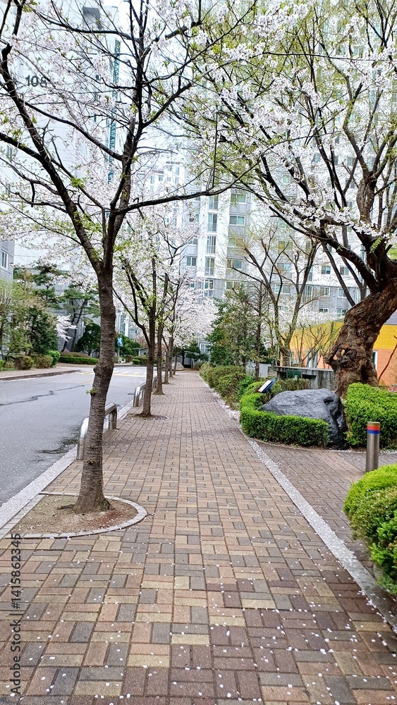 Trees and cherry blossoms