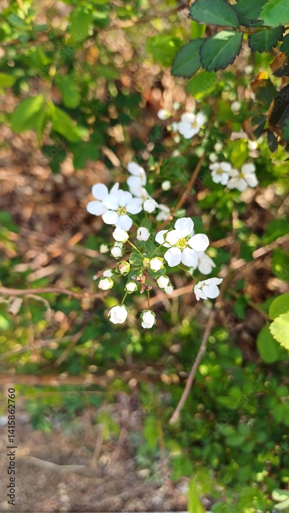 white flowers in the forest