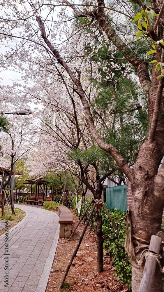 Trees and cherry blossoms