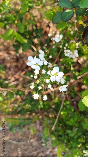 Obraz na płótnie white flowers in the forest w salonie