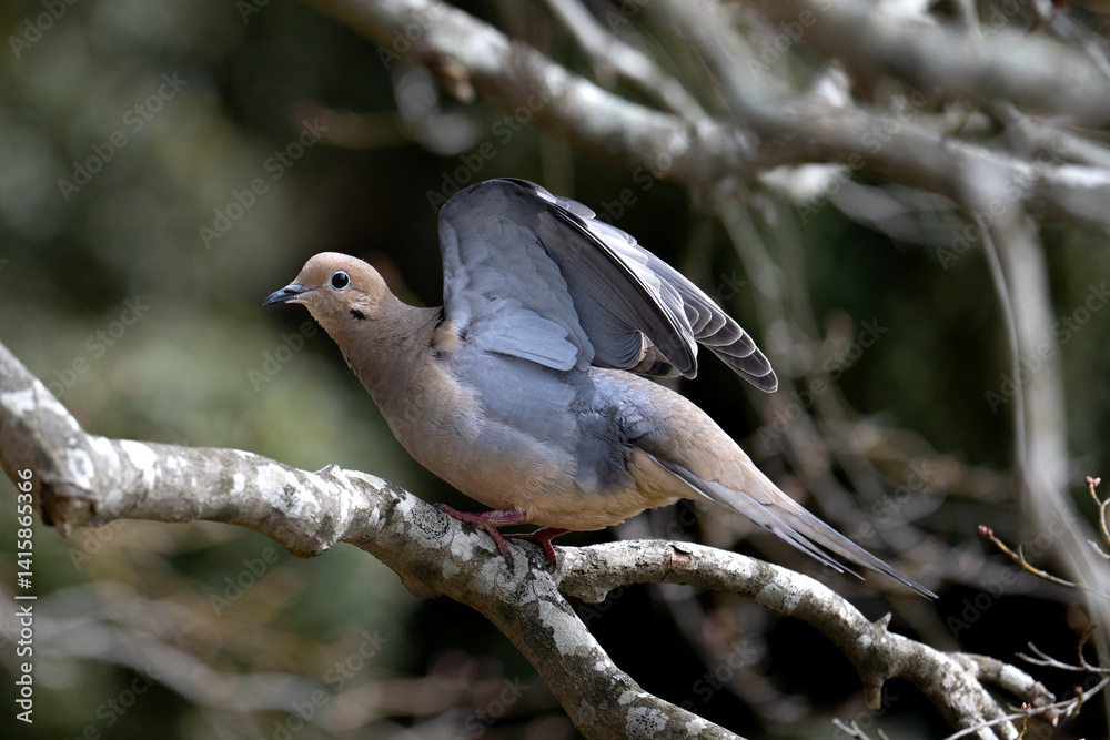 Obraz premium Mourning Dove Wings Spread