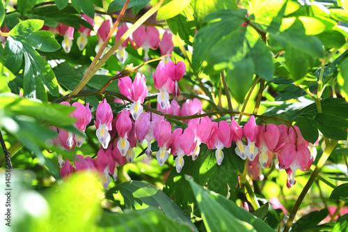 Bleeding heart plant flower;  flowering landscape bush