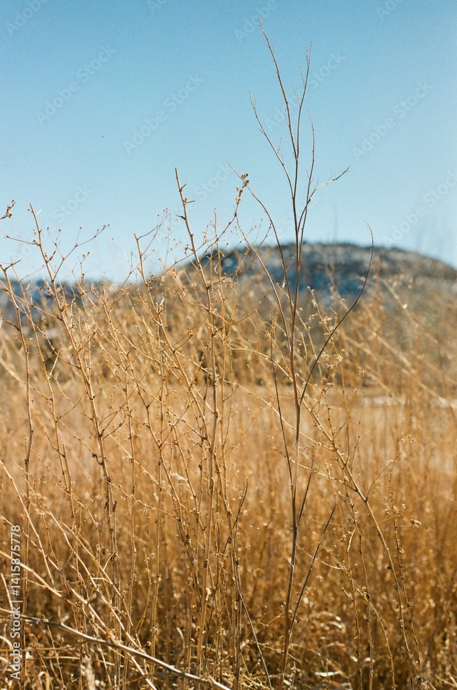 Obraz premium mountain grass