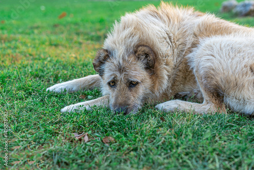 A stray dog on the grass in a garden, close up, outdoor photography