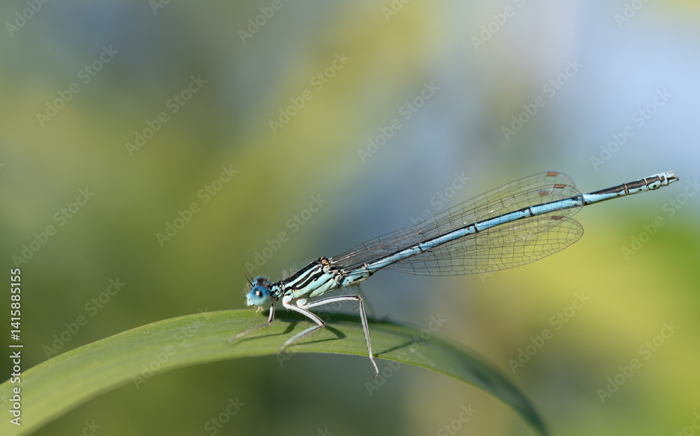 Close-up of a small blue feather dragonfly sitting on a blade of grass that curves into a bow. In the background is green and blue soft light. Close-up of a small blue feather dragonfly sitting on a blade of grass that curves into a bow. In the background is green and blue soft light.