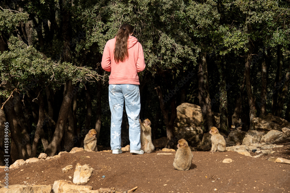 feeding wild monkeys in Morocco feeding wild monkeys in Morocco