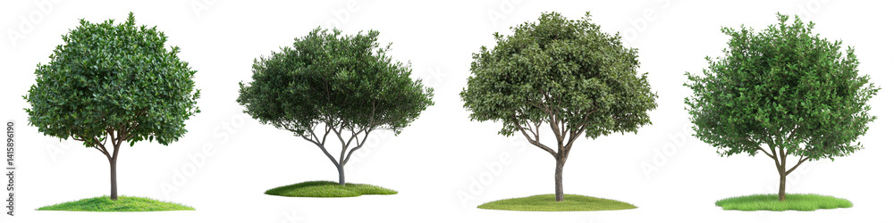 Bush dwarf tree Isolated on transparent background. PNG , Set of Bush dwarf tree Isolated on transparent background. PNG , Set of