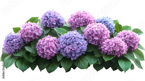 blooming hydrangea bush isolated on white background, high-definition, realistic look
