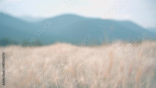 Scenic field of tall grass with mountains in the background