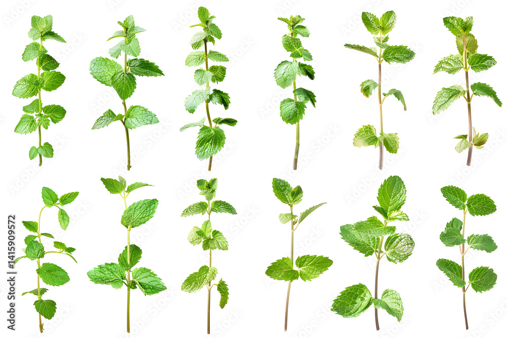 Set of fresh mint, spearmint leaves and twigs isolated on transparent background. PNG, cutout. Clipart collection of mediterranean herbs, aromatic herb, food ingredient, spice for culinary. Set of fresh mint, spearmint leaves and twigs isolated on transparent background. PNG, cutout. Clipart collection of mediterranean herbs, aromatic herb, food ingredient, spice for culinary.