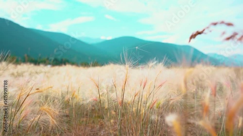 Scenic field of tall grass with mountains in the background