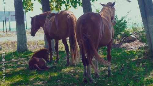 Horses resting under trees in a rural setting