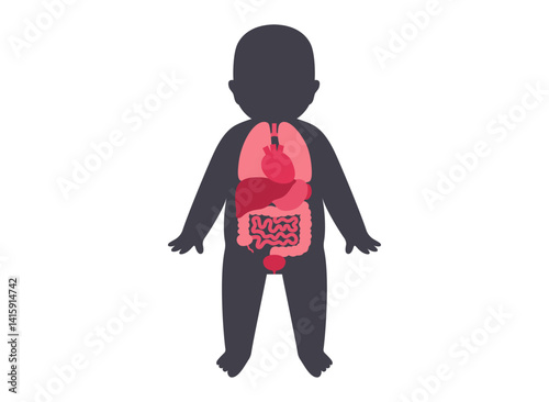 Internal organs of the child