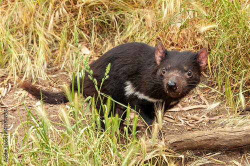 Tasmanian Devil, Sarcophilus harrisii, the largest carnivorous marsupial and an endangered species found only in Tasmania and New South Wales, Australia.
