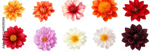 Colourful dwarf dahlia flower isolated against a transparent background