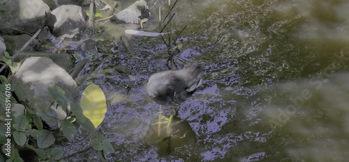 Common moorhen in water