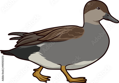 Illustration einer männlichen Schnatterente – dezente Farben, realistisch gezeichneter Wasservogel.
