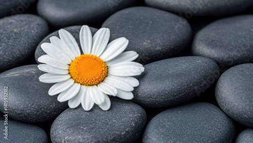 Single daisy on grey stones.