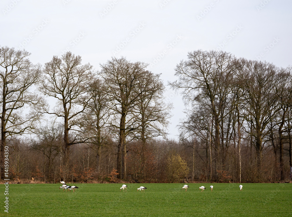 many storks in green meadow near utrecht in the netherlands