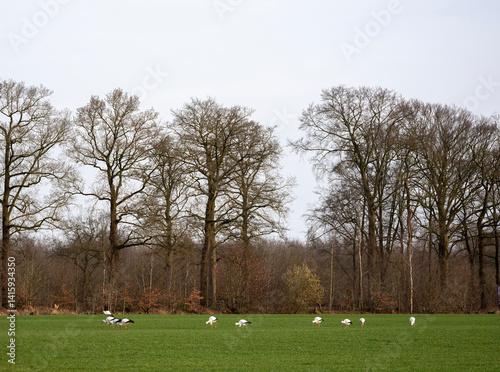 Obraz na płótnie many storks in green meadow near utrecht in the netherlands w salonie