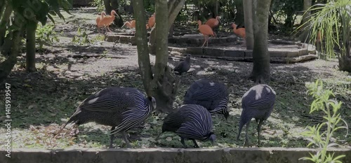 Vulturine guineafowl and Scarlet ibis in bird park 