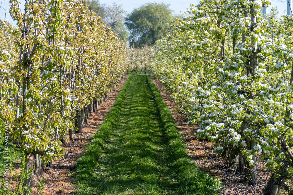 Obraz premium Rows of blossoming pear trees with white flowers, orchards in Zuid-Beveland, Zeeland, food industry in the Netherland
