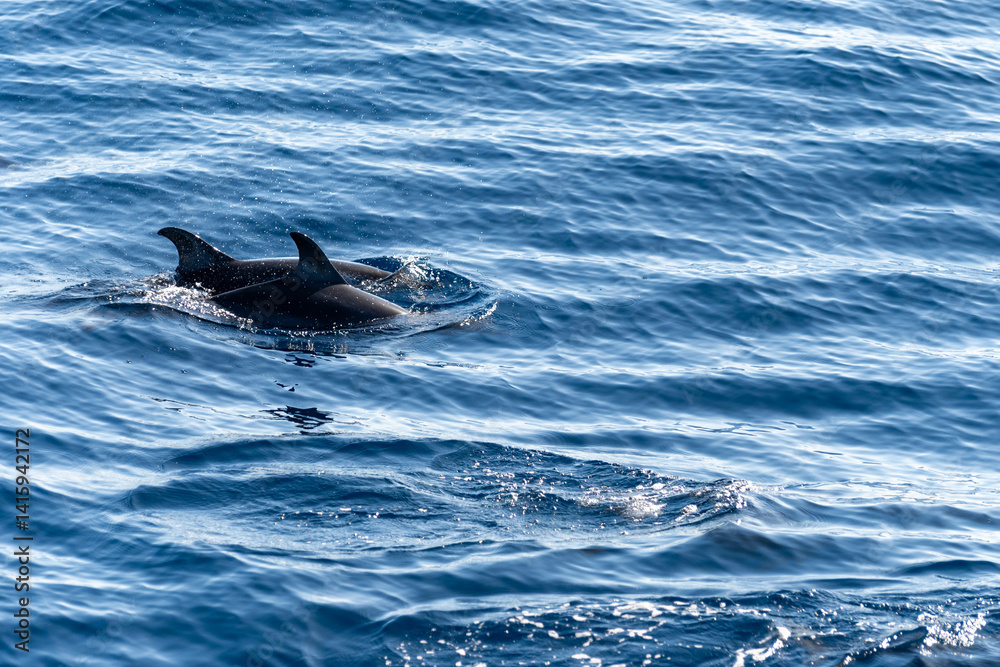 Fototapeta premium Watching flock of dolfins and whales from touristic boat, south of Tenerife island, Canary, Spain, wildlife seascape