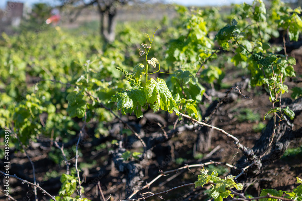 Obraz premium Hilly terraced vineyards in wine making region Tacoronte-Acentejo on Tenerife on slopes of Volcano Teide, Tenerife, Canary Islands, Spain