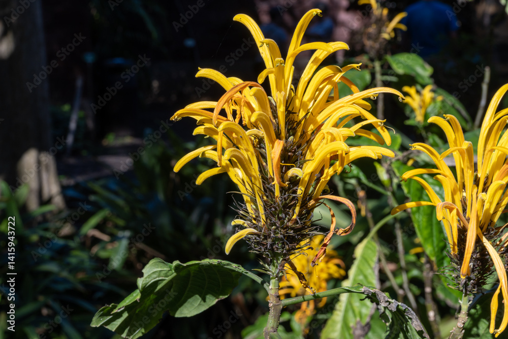 Obraz premium Blossom of yellow jacobinia tropical plant Justicia aurea from Central America close up