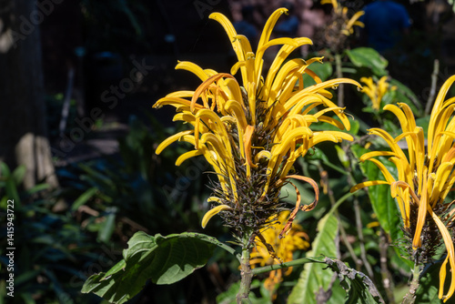 Blossom of yellow jacobinia tropical plant Justicia aurea from Central America close up photo