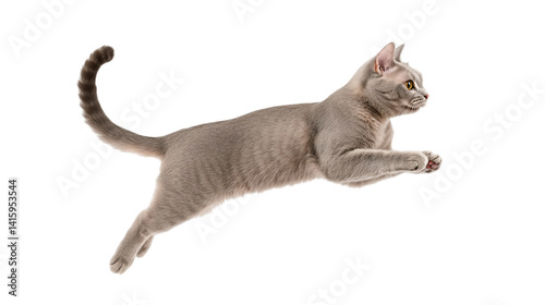 A playful grey cat jumping towards a toy, isolated on a transparent background.