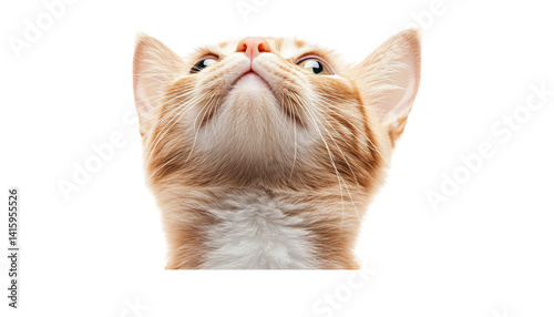 An orange cat curiously looking up, isolated on a transparent background for engaging designs.