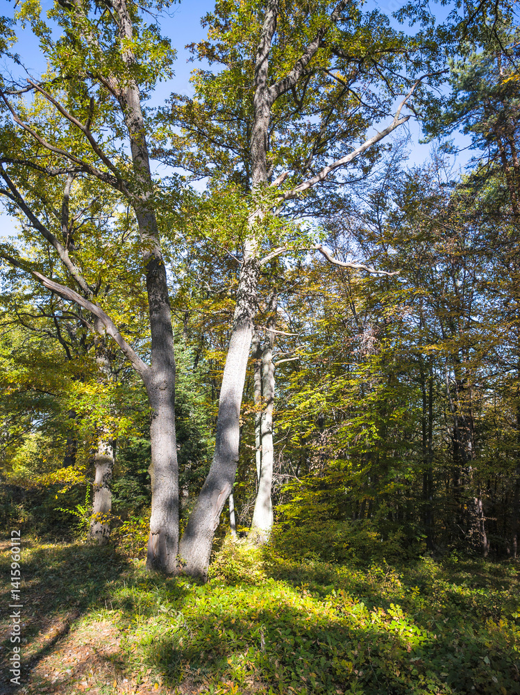 Autumn view of Plana Mountain, Sofia region, Bulgaria