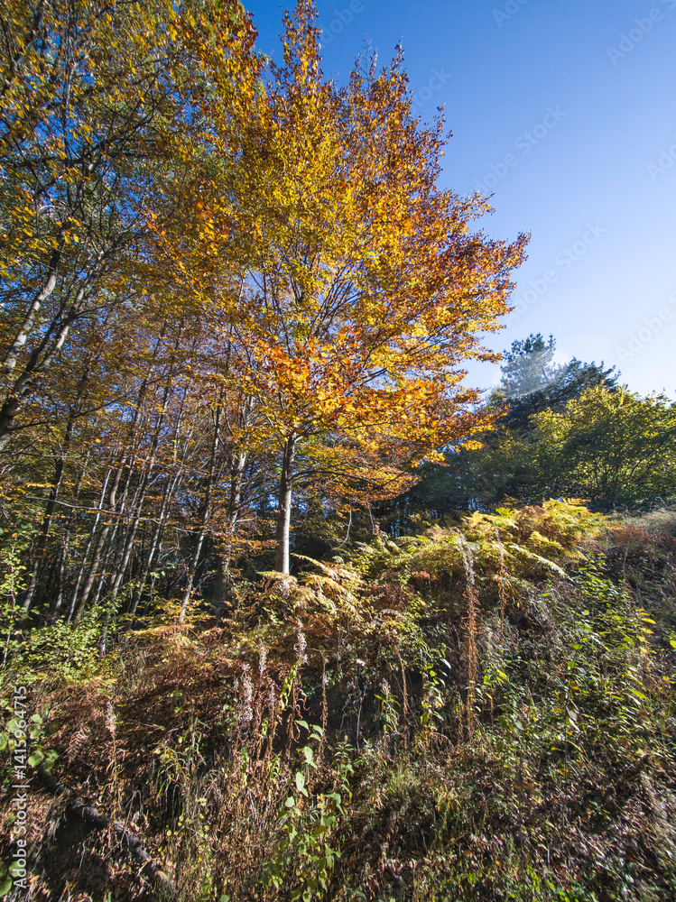 Autumn view of Plana Mountain, Sofia region, Bulgaria