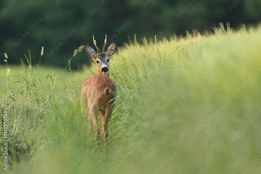 Sarna europejska (Capreolus capreolus) roe deer