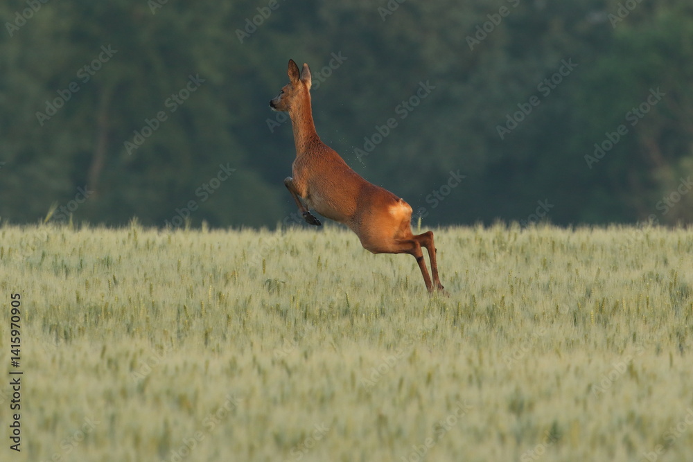 Sarna europejska (Capreolus capreolus) roe deer
